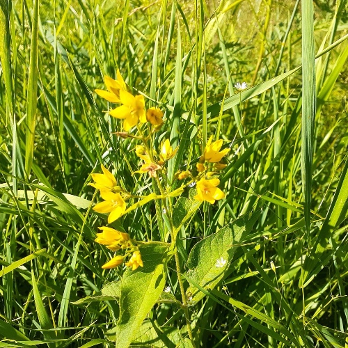 Загадка о ещё одном растении с жёлтыми цветками