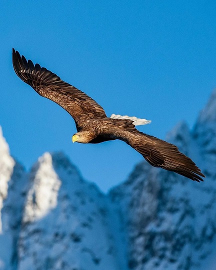 Орлы Залму Батирова лит. перевод