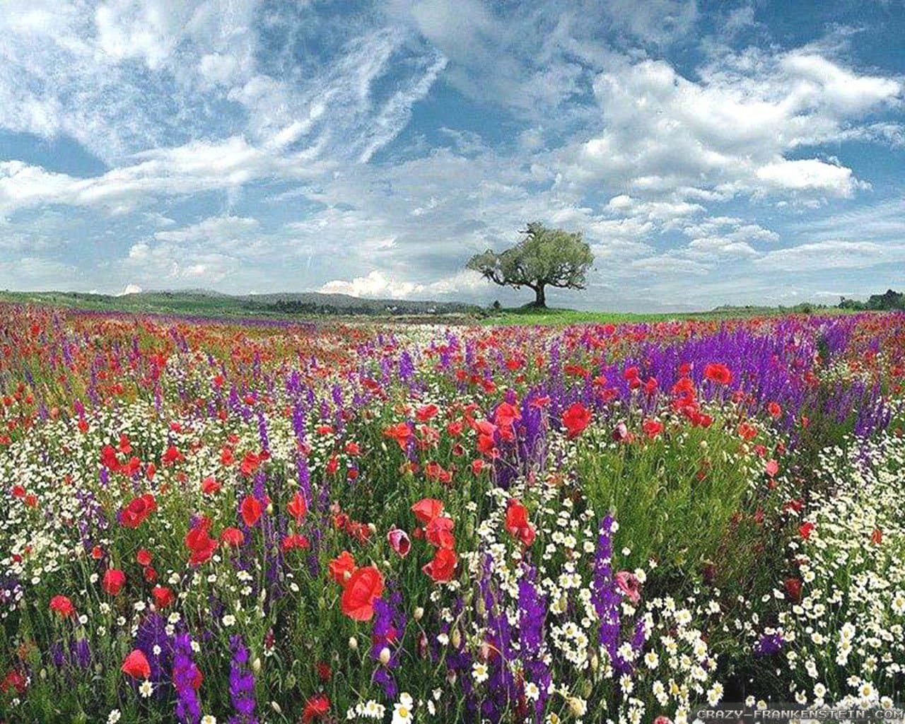 поле маков и ромашек. поле с цветами ростов. красная ромашка в поле. луговые цветы. лола кизгалдок поля.
