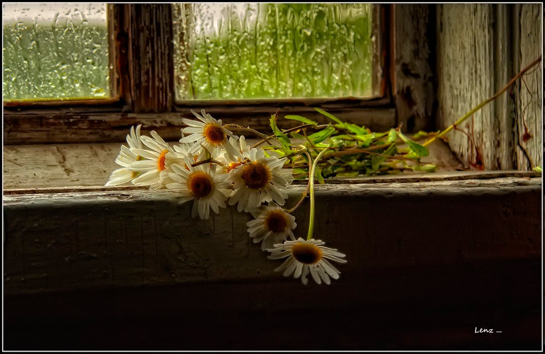 Раннее утро вот крохотные. Ромашки на окне. Натюрморт на окне. Цветы на дождливом окне. Печальное лето.