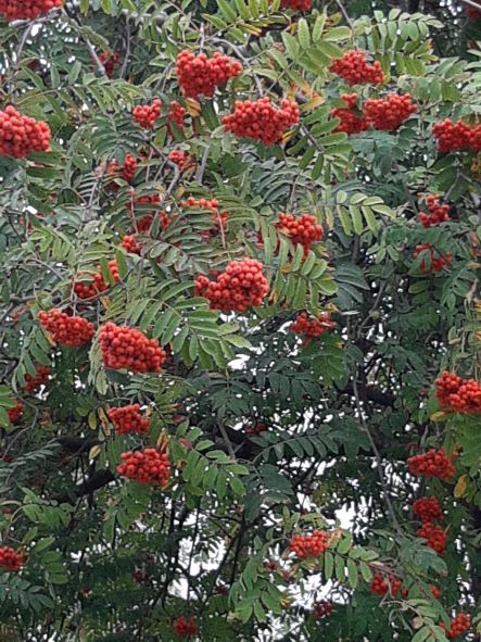 Вот и осень... Рябиновый рай