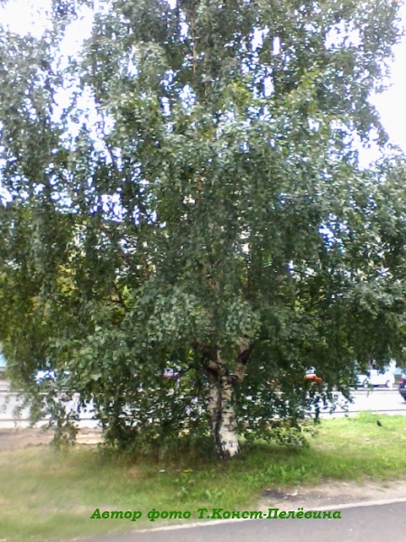 Стоит Берёзка у дороги