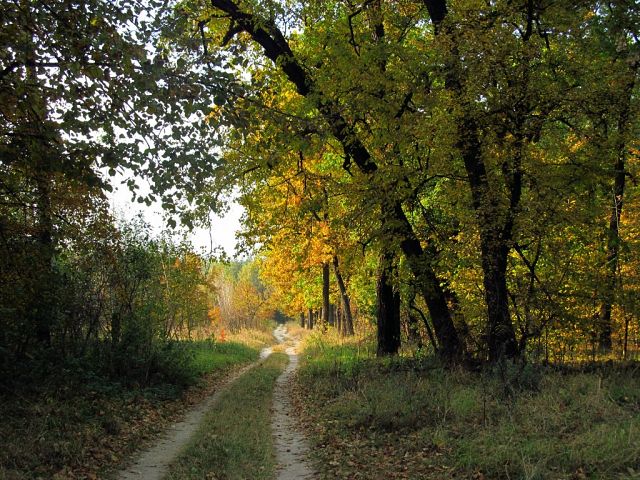 Лесная история