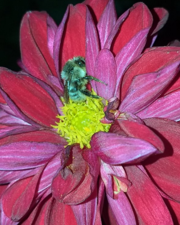 Шмель спит в цветке