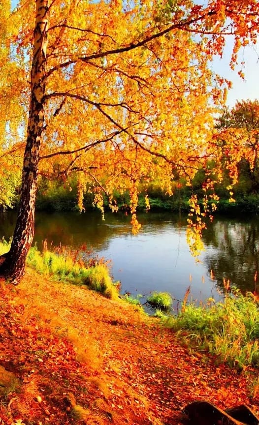 Под золотым дождём