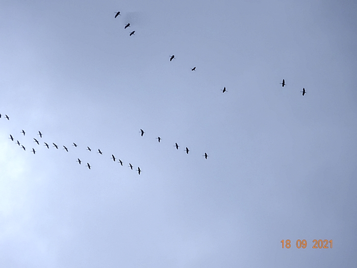 Журавлиный эскорт за лучистым закатом