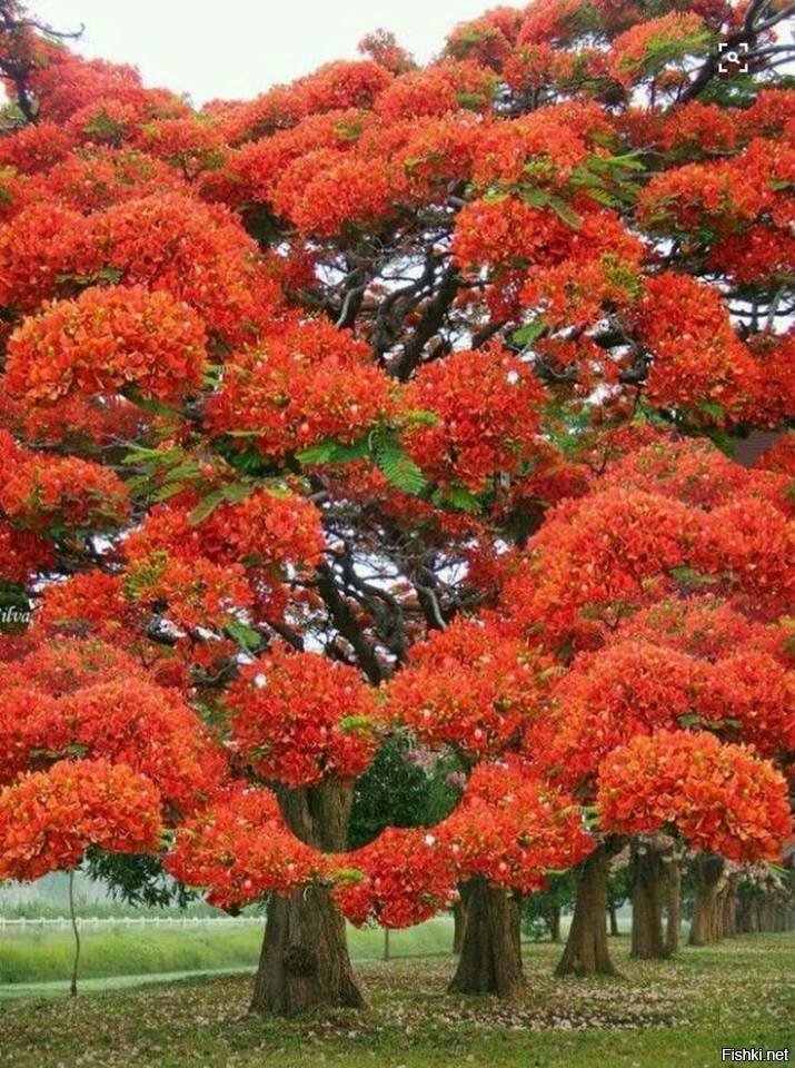 Делоникс королевский