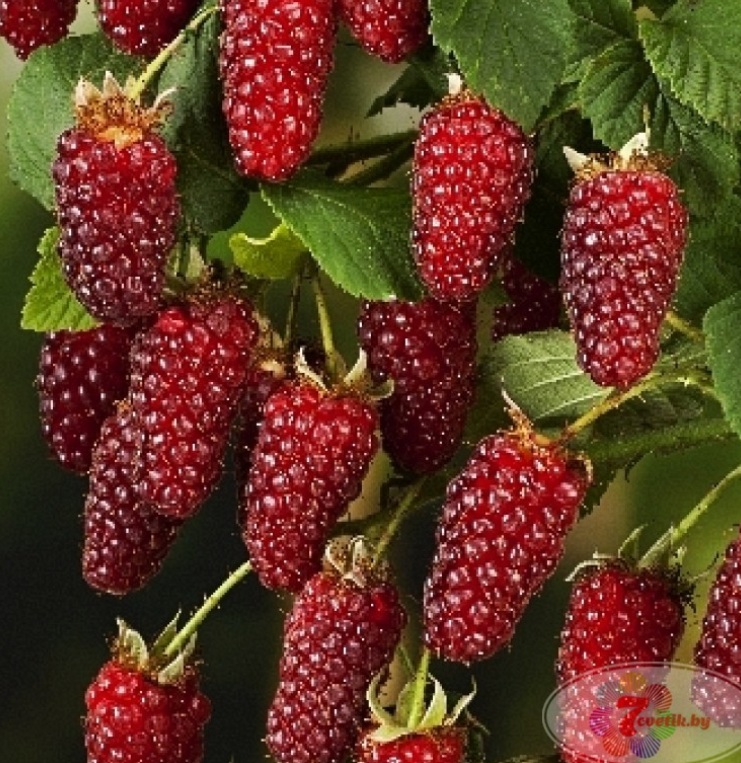 Наслаждение