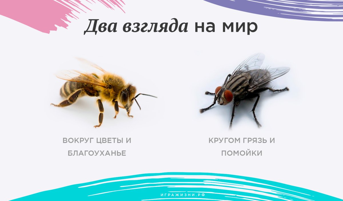 Притча про мух. Два взгляда на мир. Муха и пчела. Философия пчелы и мухи. Два взгляда на мир Муха и пчела.