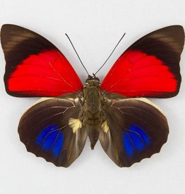 Бабочка арис клаудина