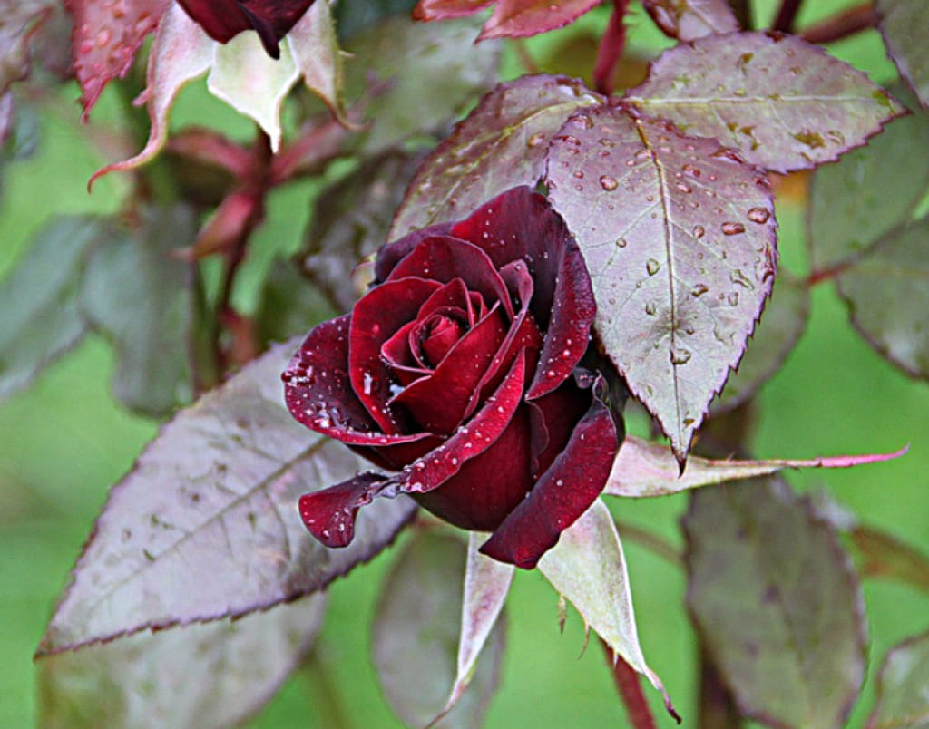 Саженцы роз осенью. Осенние розы. Бордовые розы в саду. Розы осенью.