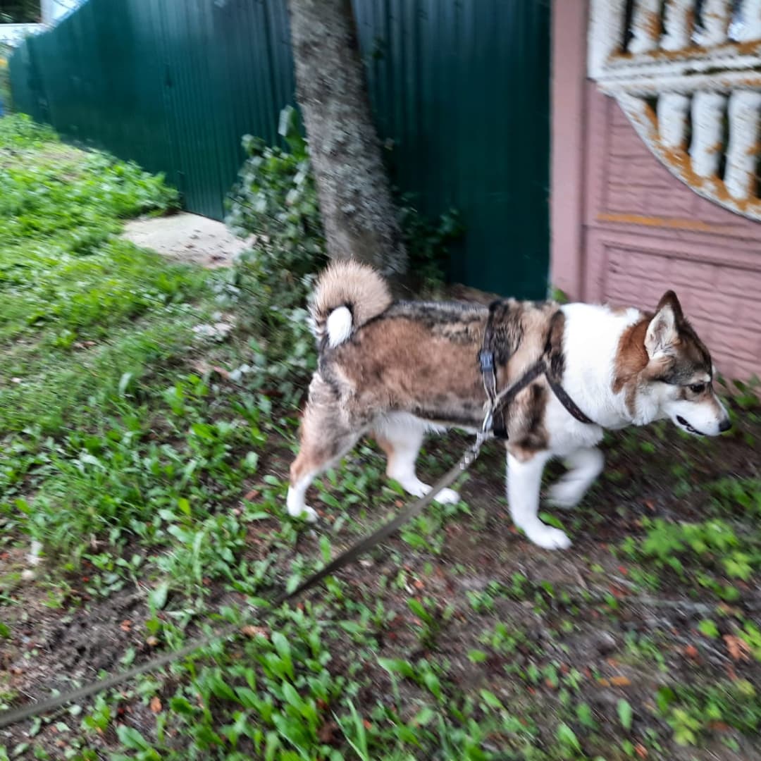 Пропала собака