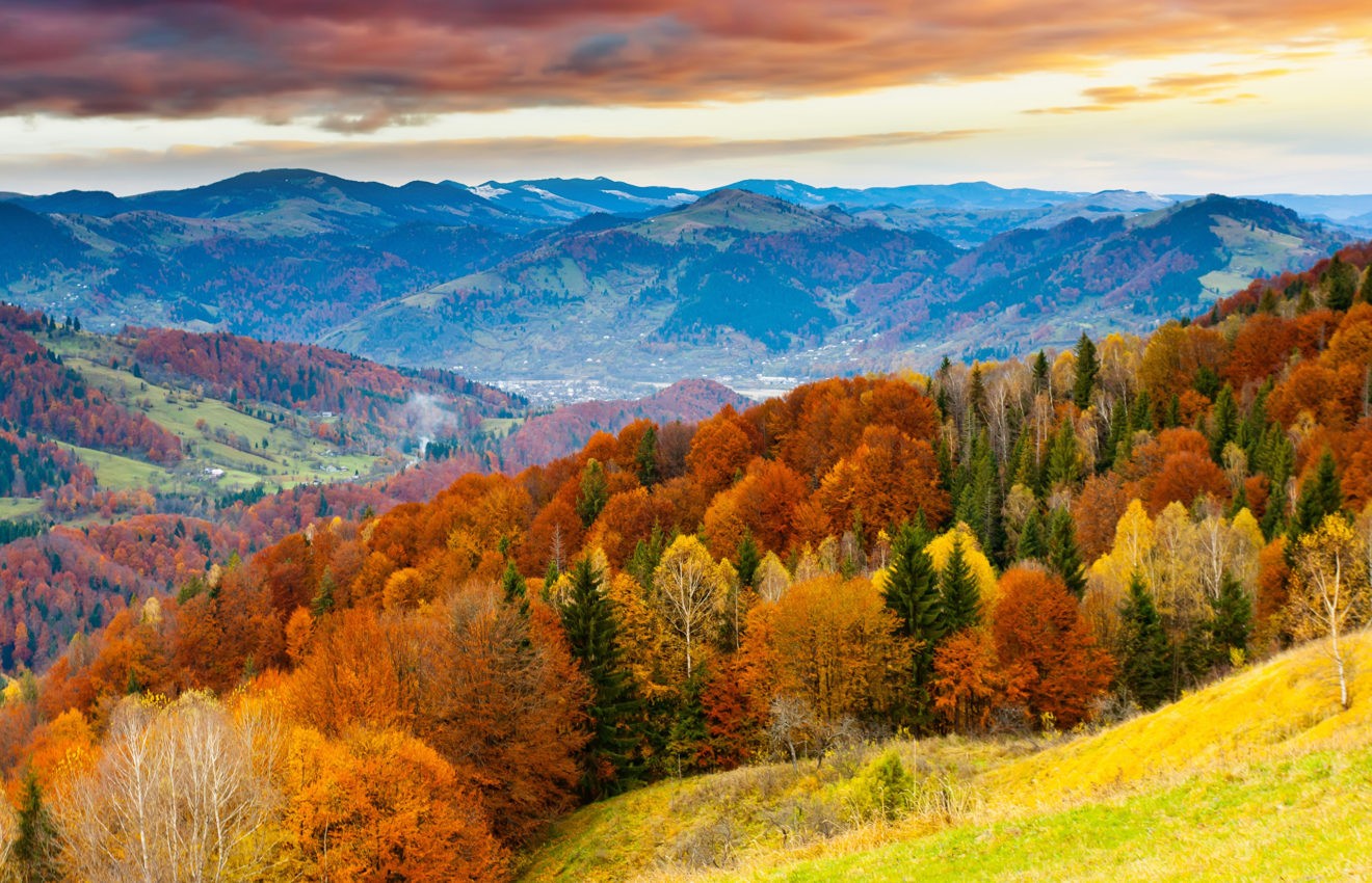 осенний лес вертикальное фото