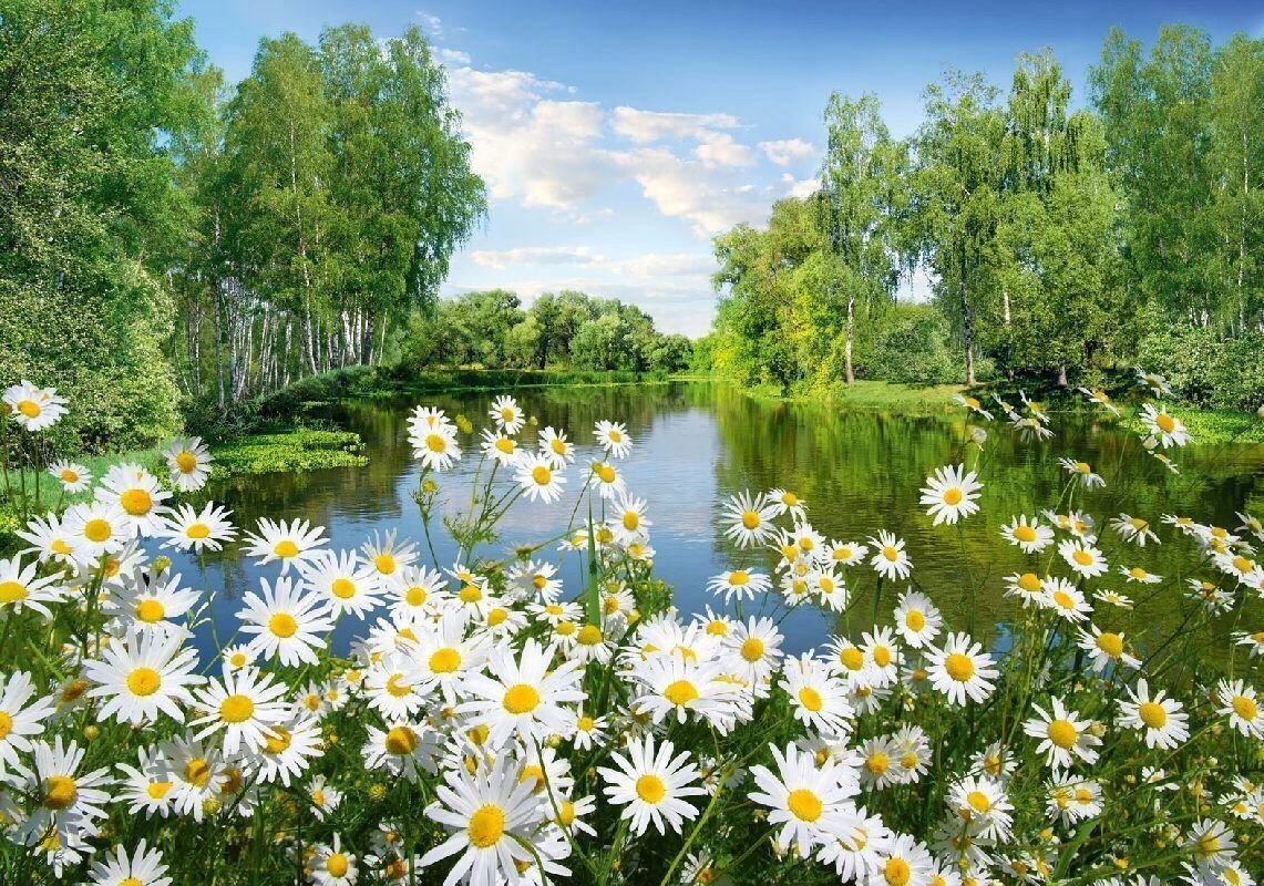 Ромашковый луг