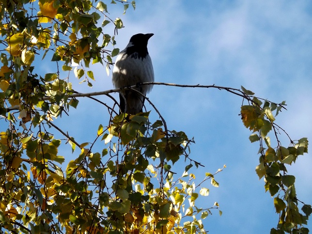 Вороне где-то бог...