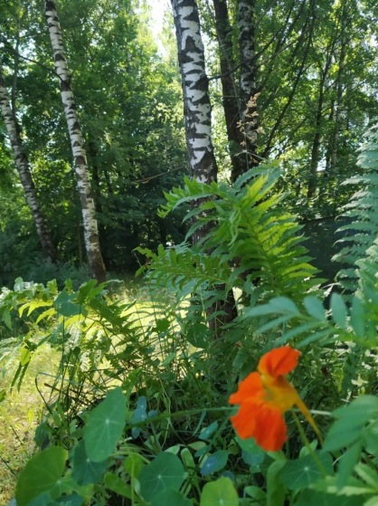 Аленький Цветочек. Память... Авторов - два