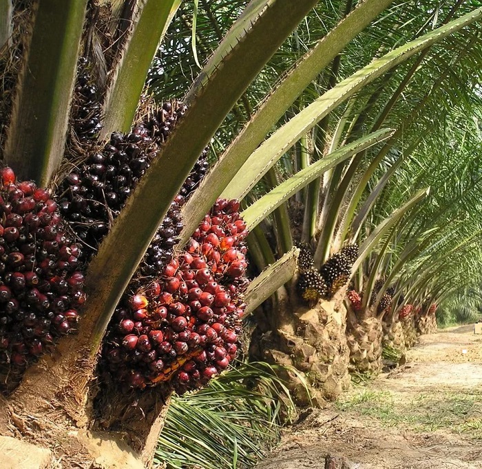 Масличная пальма