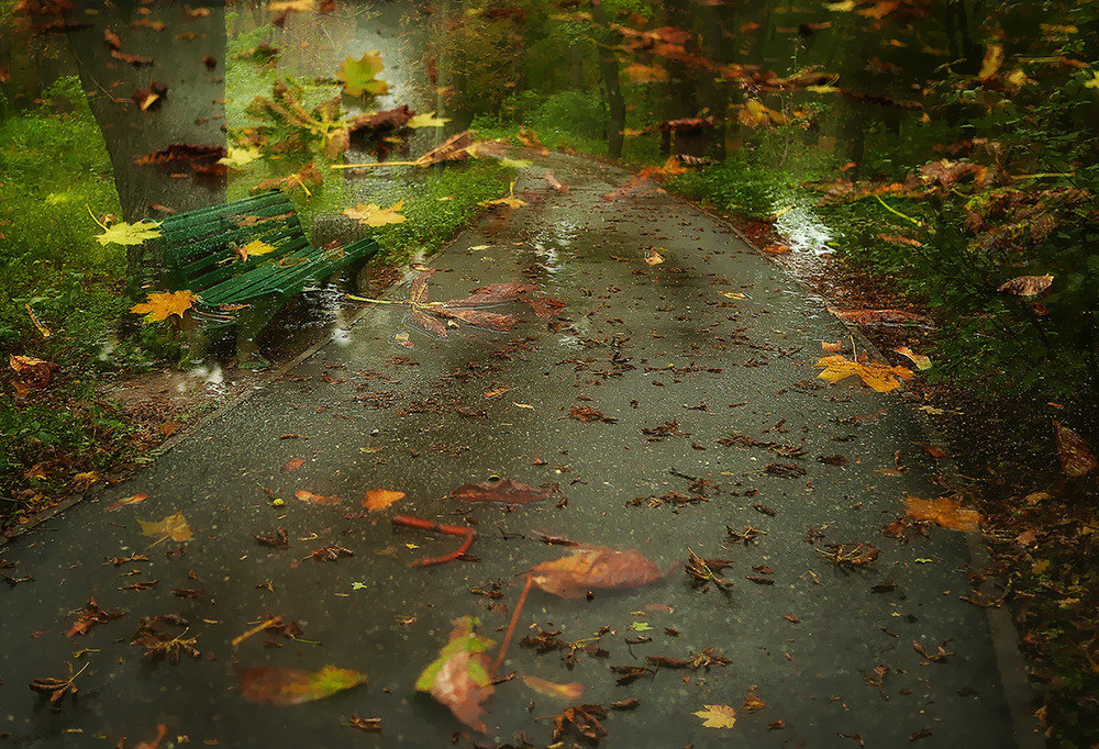 Анализ осенний дождь. Осенний дождь. Осень листопад. Дождливая осень. Осень листопад дождь.