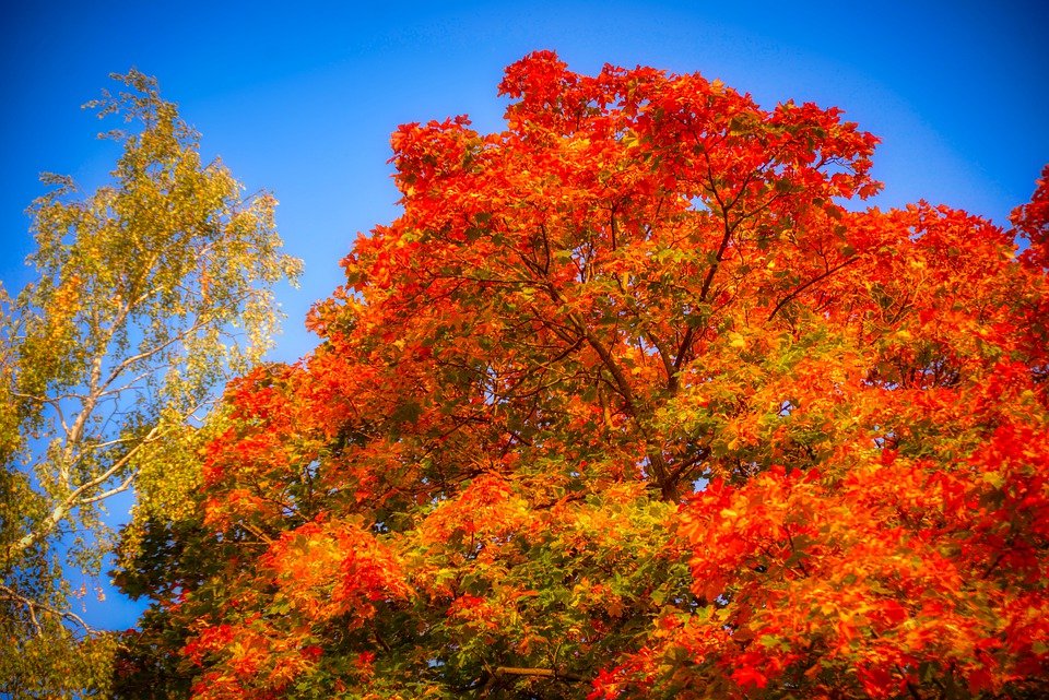 Bright fall tree in the park free image download