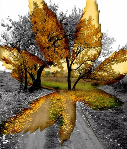 Осенние контрасты