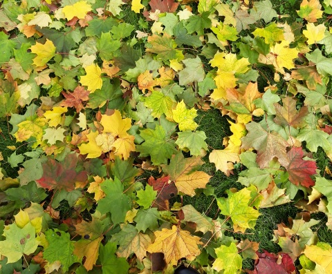 Корабль осени плывёт