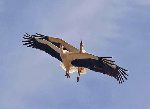 Амнистия срока