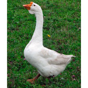 Я не делаю рекламу...