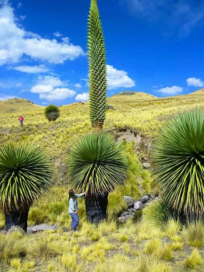 Пуйя чилийская