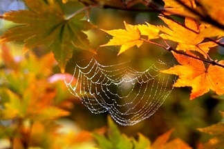 Бабье лето. Безглагольное