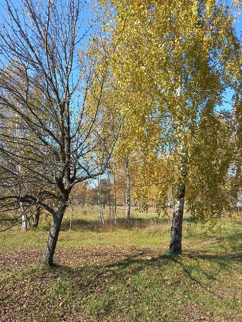 Груша и берёза
