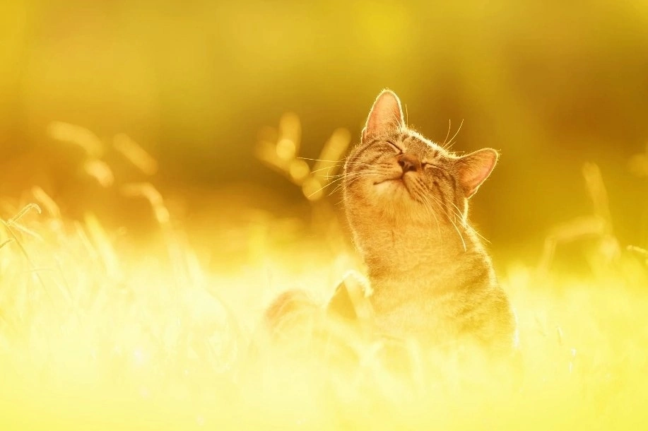 Мне хорошо в моём кошачьем мире...