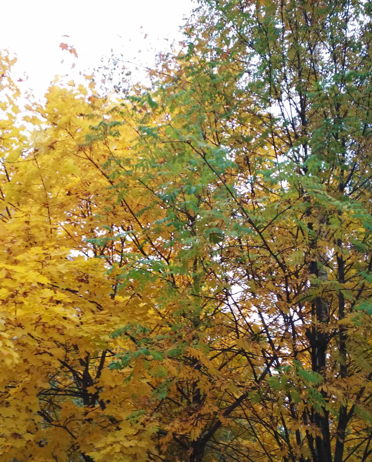 Ступает осень