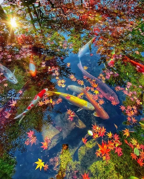 VIP, том - 1 от А до К. Тень Басё - 34