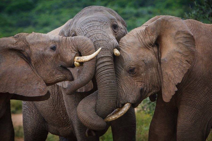 Друзья слоник