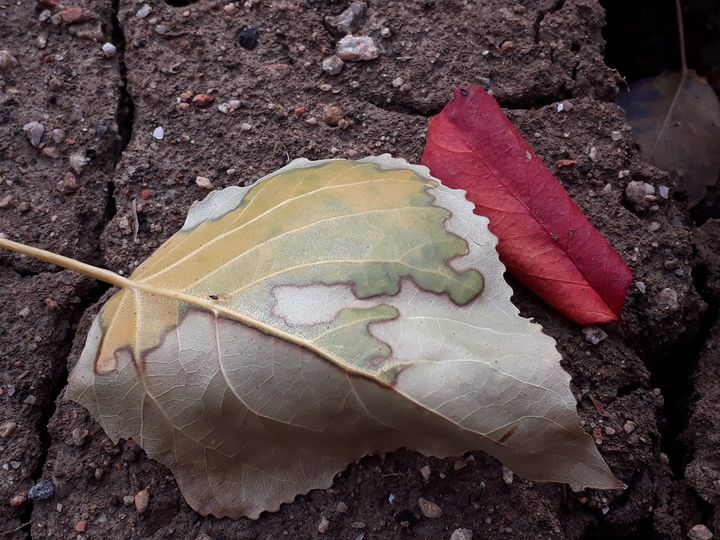 Предательство