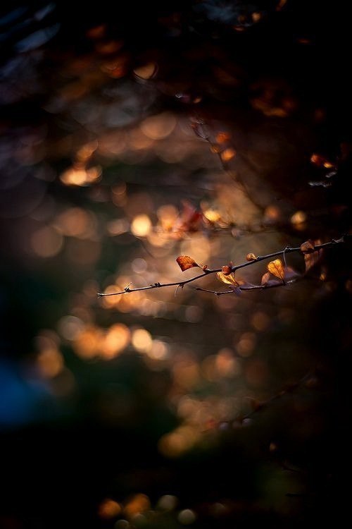 Мир драгоценный