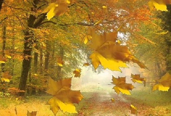 Желтой осени крылья