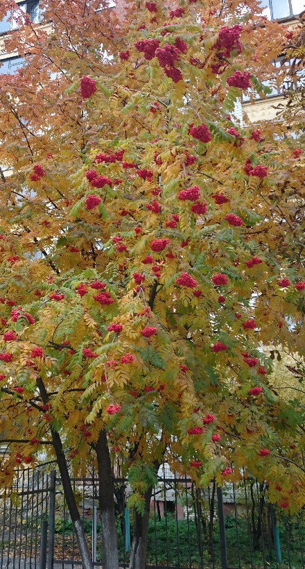 Запоздалое бабье лето