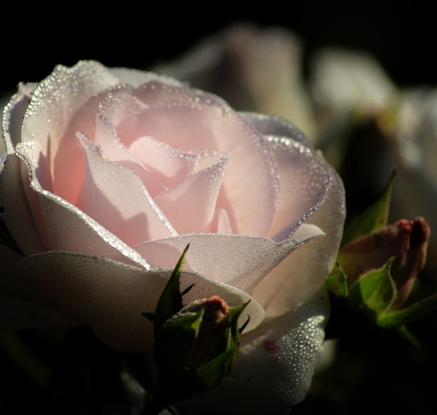 Предавшие любовь и не подозревают..