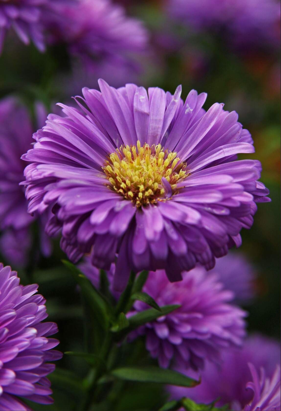 Астра. Акро