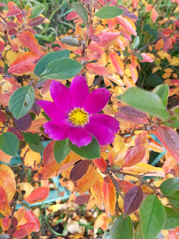 Цветок осенний