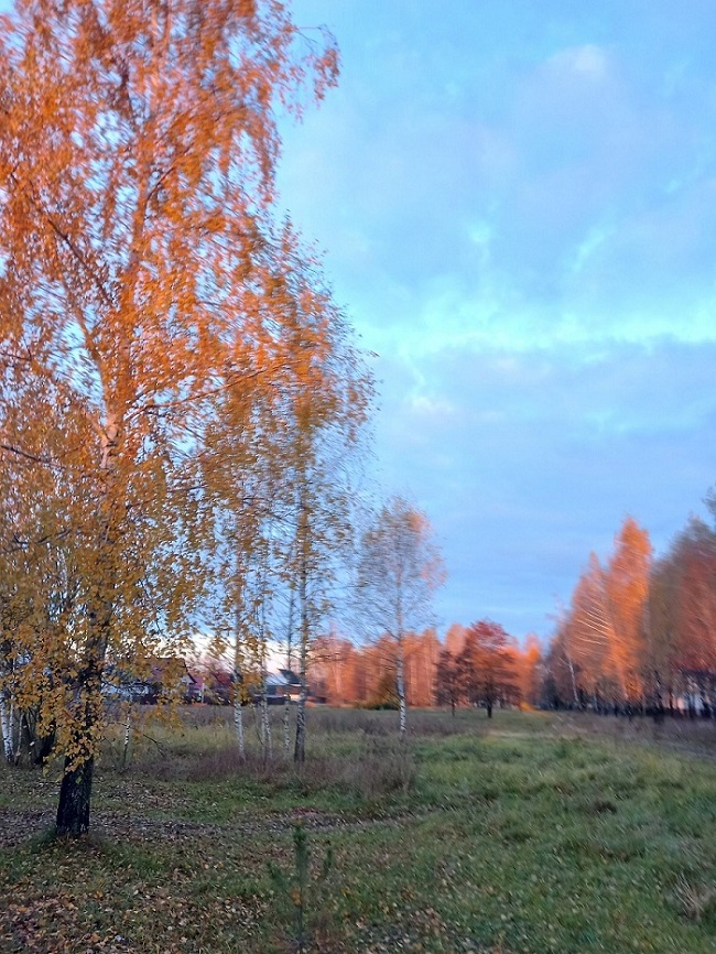 Вспыхнули берёзы