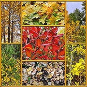 Нас осень нежно обнимает разным цветом