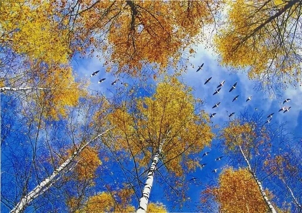 Небо чистое-осенняя диковинка..