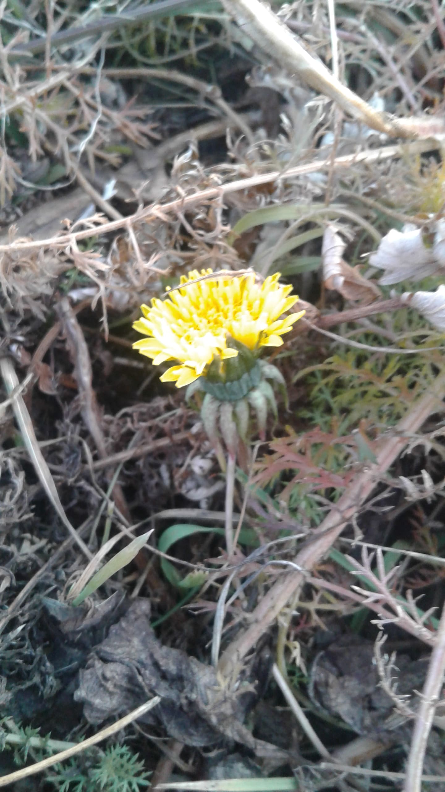 Чудесные одуванчики на лугу в свете заката