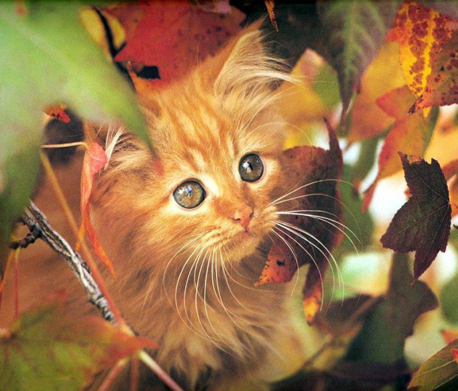 Осень красит листья, травы позолотой