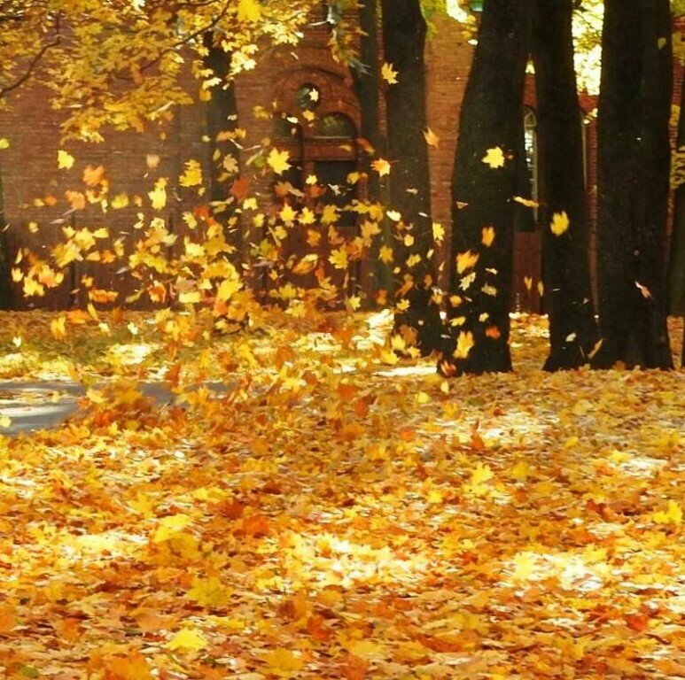 Листопад, как звездопад...