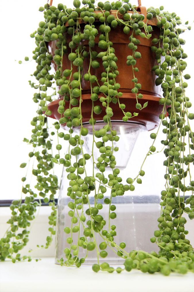 Крестовик Роули