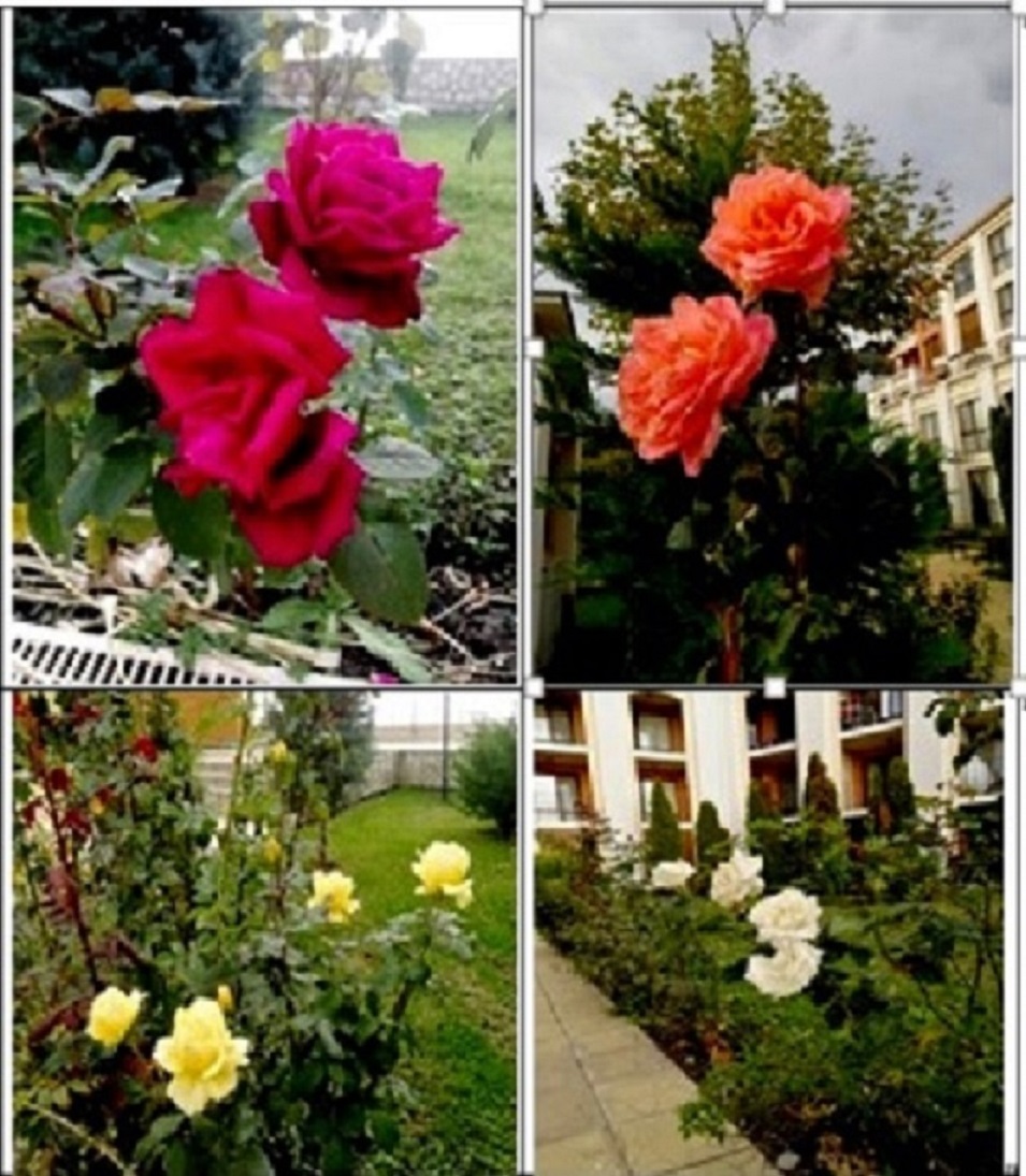 О любви к цветам. ч. 2. Пролог