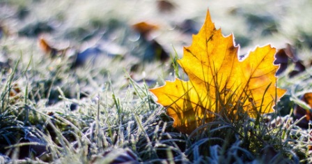 Вновь Феникс сменит оперенье...